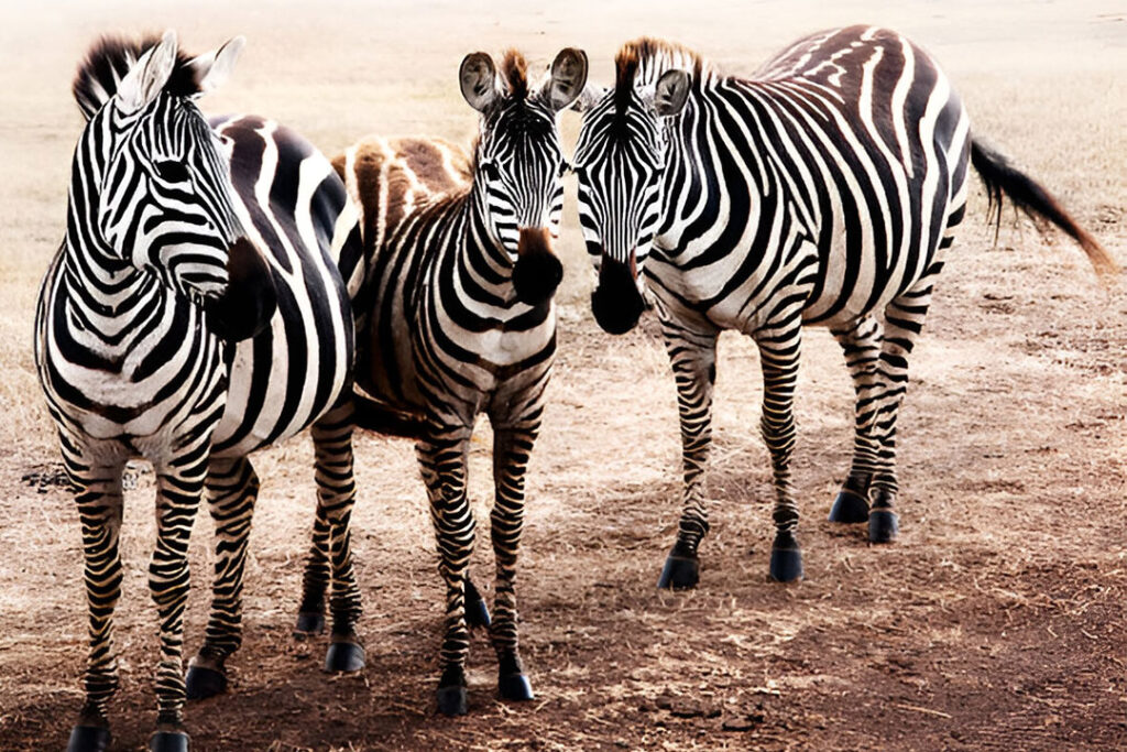 3 Days Tarangire Ngorongoro & Manyara