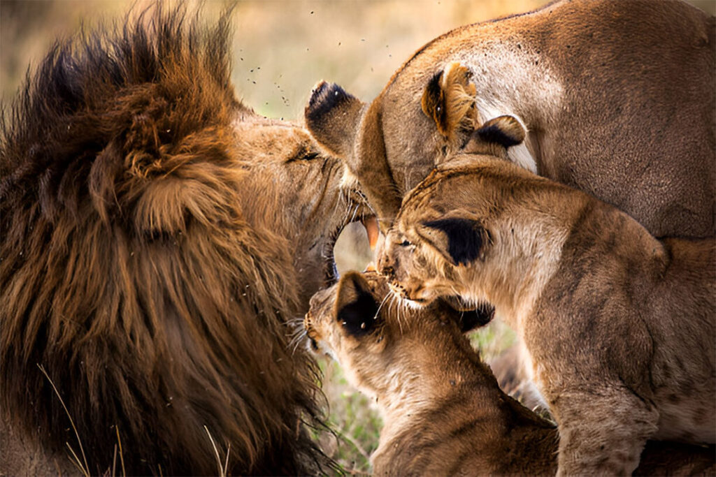4 Day Safari in Tanzania a Classic Experience