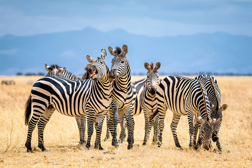 6 Days Epic safari in Northern Tanzania