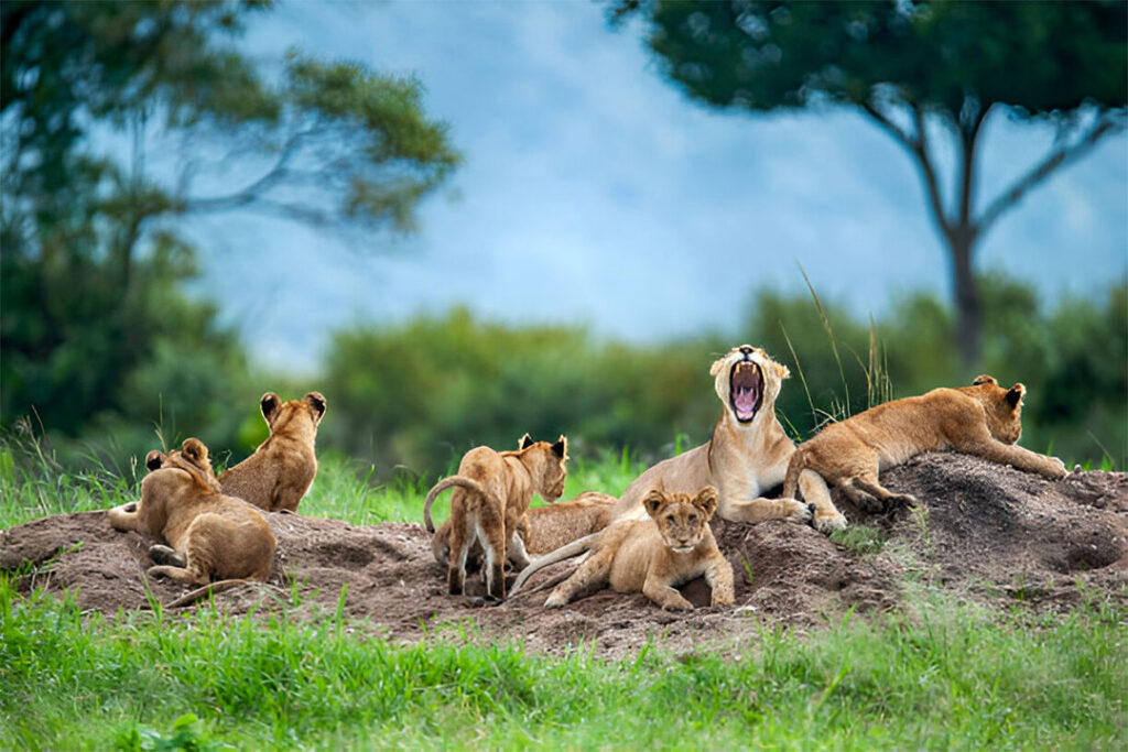 7 Days Best in Tanzania Wildlife Safari