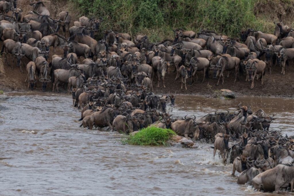 8 Day Safari in Tanzania (Mara Migration)