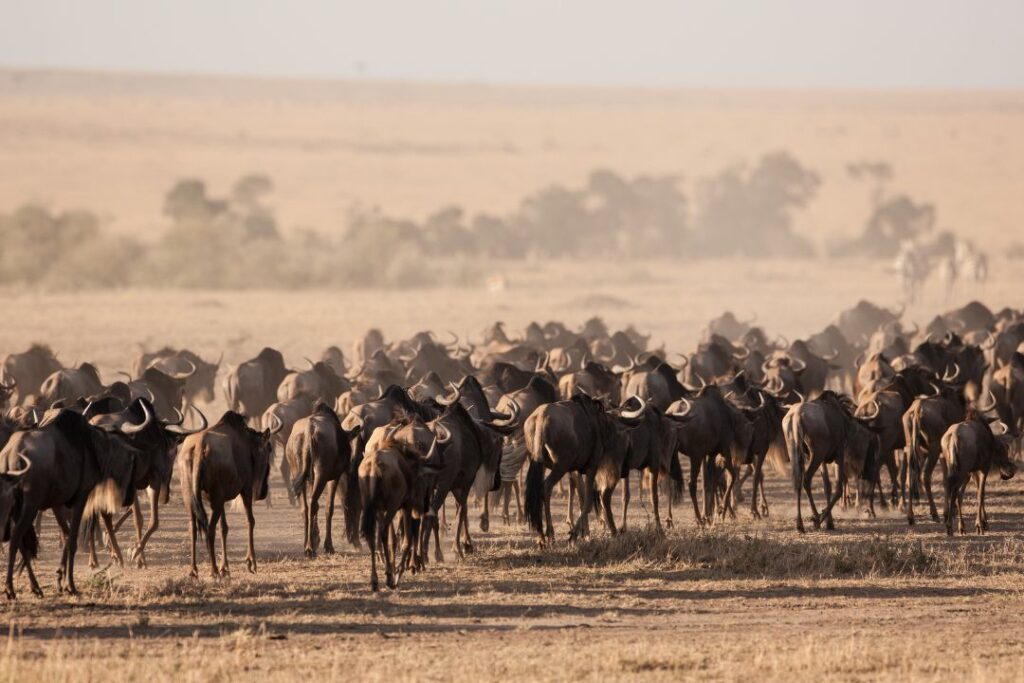 8 Day Safari in Tanzania - Migration