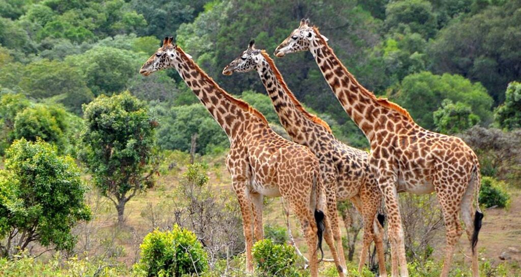 4-Day Mikumi & Nyerere Safari from Dar es Salaam