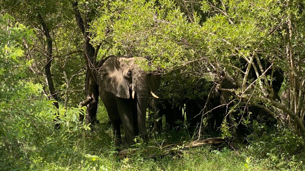 5-Day Mikumi, Udzungwa & Nyerere Safari