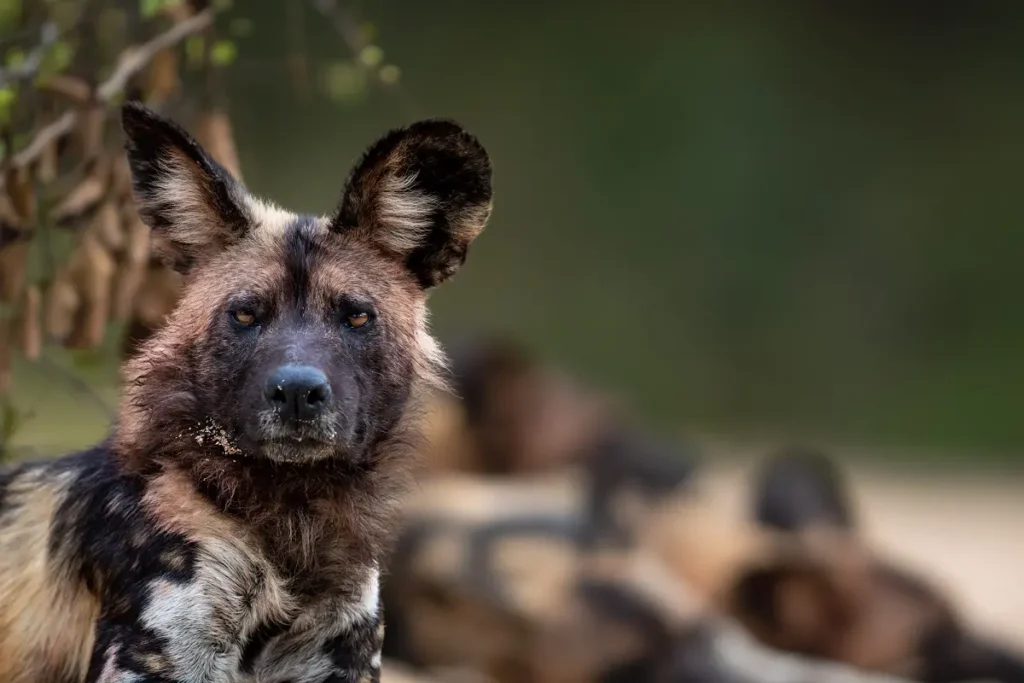 3-Day Safari in Nyerere (Selous) National Park