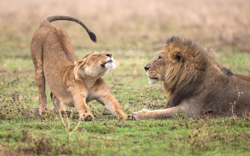 12-Day Tanzania & Kenya Safari