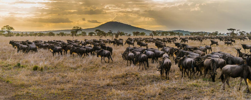 14-Day Great Migration & Zanzibar Luxury Tour