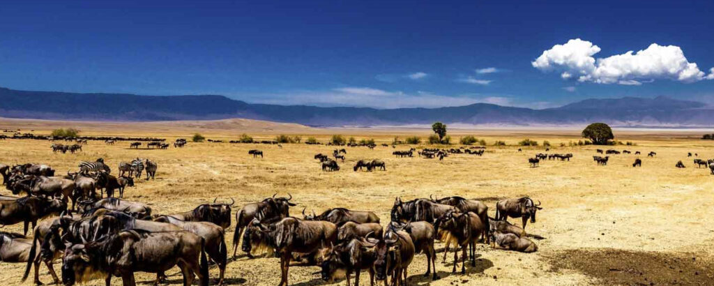 5-Day Tanzania Safari – Sample Itinerary