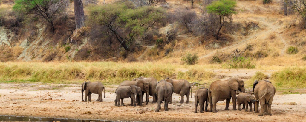 7-Day Northern Circuit Safari ,Tarangire, Serengeti, Ngorongoro