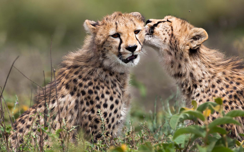 7-Day Tanzania Safari Itinerary for First Timers