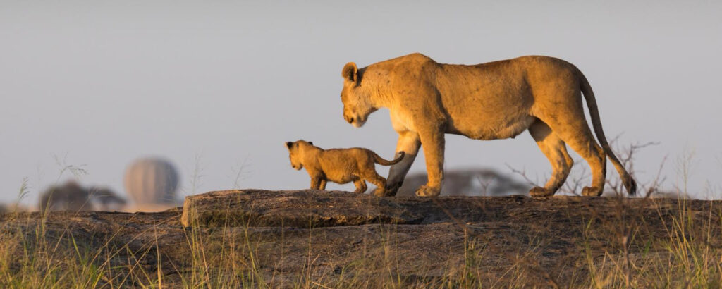 7-Day Tanzania Safari and Zanzibar Beach Combo