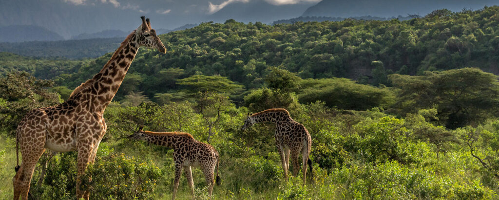 Arusha National Park Day Trip – What to Expect