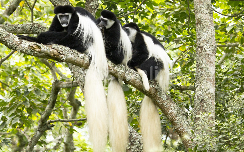 Arusha National Park Day Trip