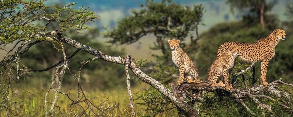 Best Time to Visit Tanzania for a Safari