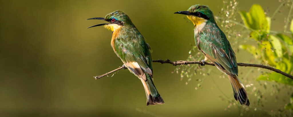 Birdwatching Safaris in Tanzania