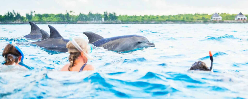 Dolphin Tour in Kizimkazi-Is It Worth It