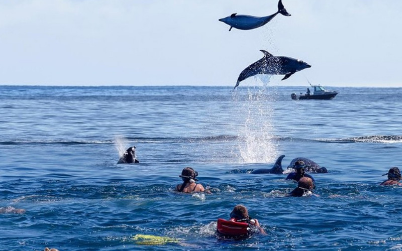Dolphin Tour in Kizimkazi