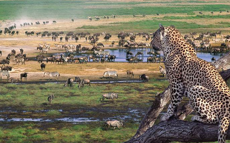 Great Migration in Serengeti