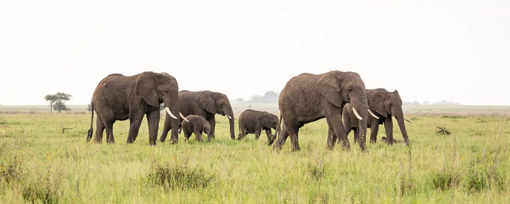 How to Book a Safari Directly with Local Operators