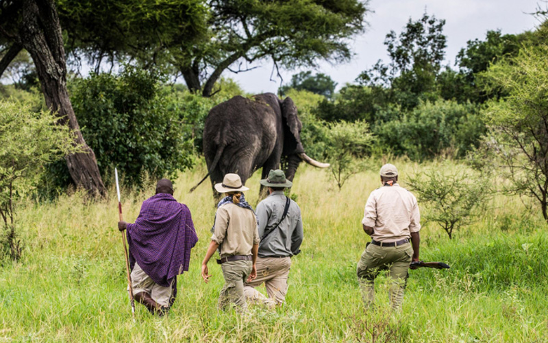 How to Book a Safari with Local Operators