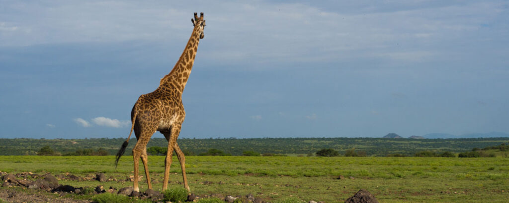 How to Plan the Perfect Tanzania Safari