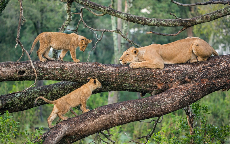 Lake Manyara National Park-Tanzania