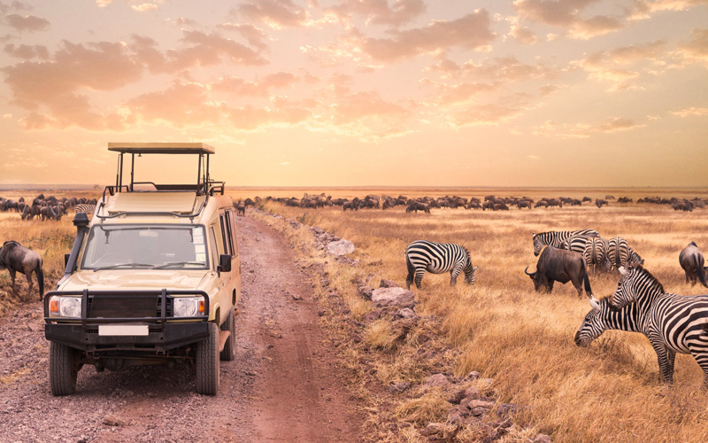 Luxury vs Budget Safaris.