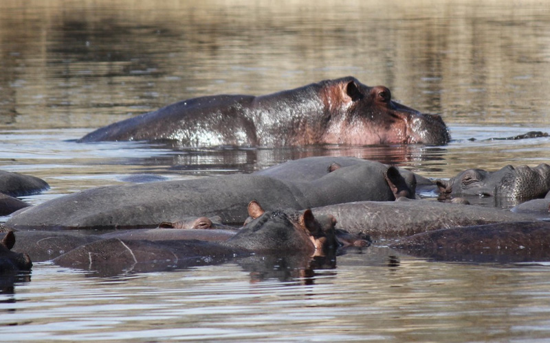 Saadani National Park – Tanzania’s Only Beach Safari