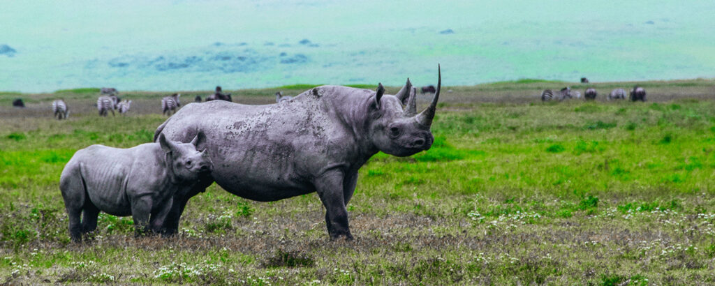 Ngorongoro Crater