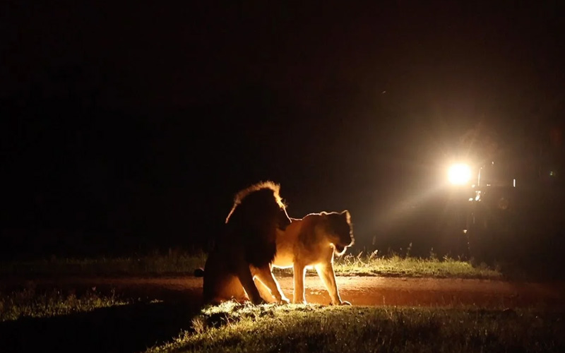 Night Game Drives – Tanzania’s Wild After Dark