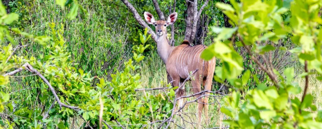 Ruaha National Park.