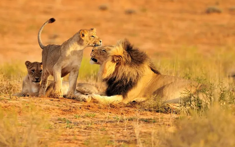 Ruaha National Park – Tanzania’s Hidden Safari Gem