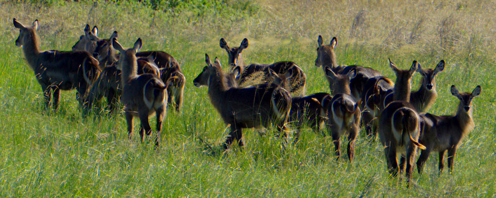Saadani National Park