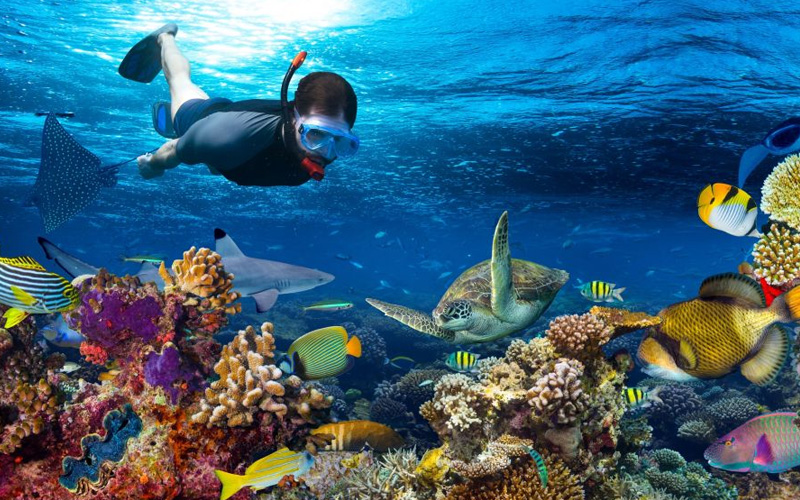 Snorkeling and Diving Spots in Zanzibar