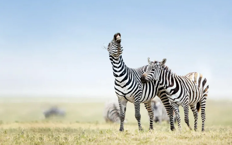 Tanzania Packages-Budget vs Luxury