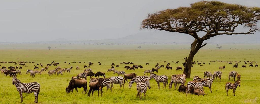 Tanzania Safari FAQs – Everything You Need to Know