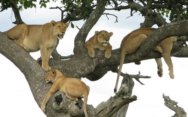 Tanzania Safari FAQs