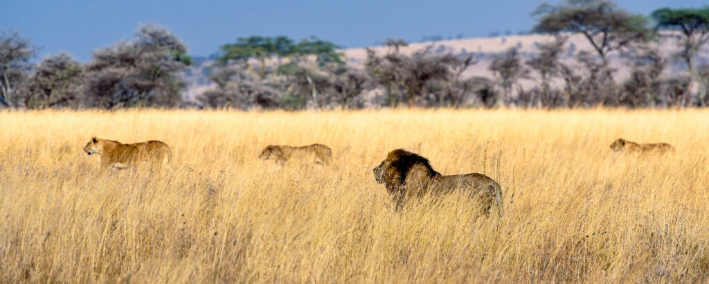 Tanzania Safari Safety Tips
