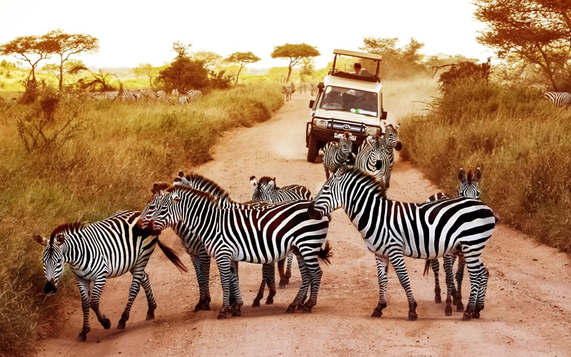 Tanzania Safari Seasons – Dry vs Green Season 