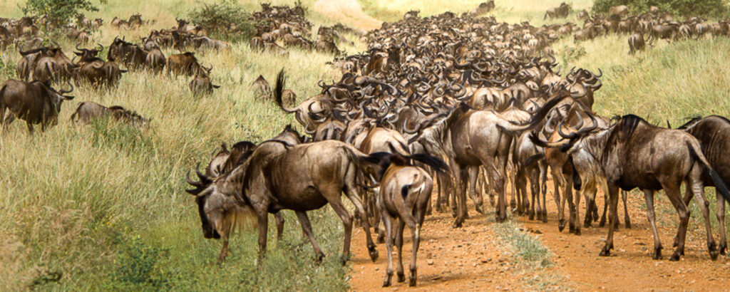 Tanzania’s Big Five Safari – Where to Find Them