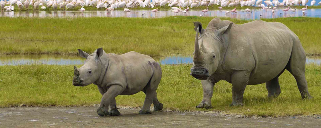 Tanzania’s Big Five Safari – Where to Find Them
