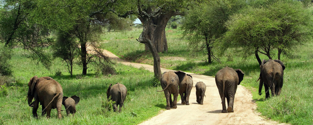 Tarangire National Park
