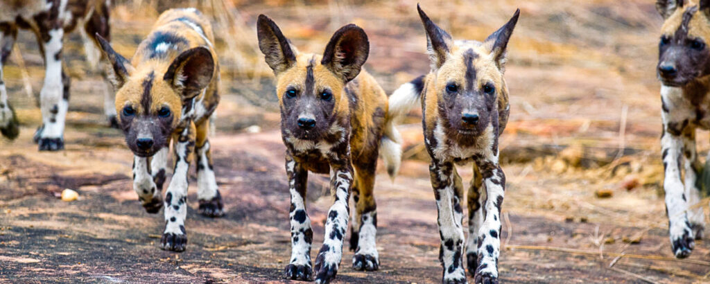 the Best Southern Circuit Safaris in Tanzania