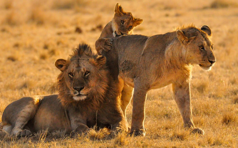 The Top Safari Destinations in Tanzania