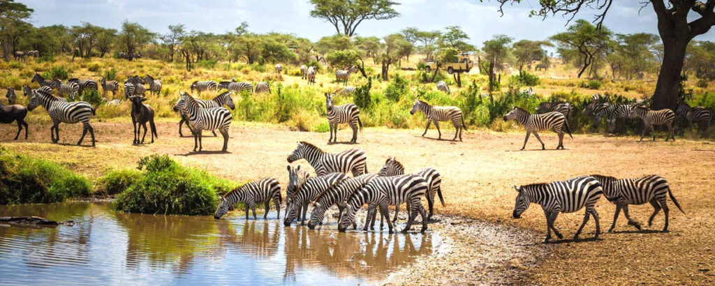 Top Safari Destinations in Tanzania