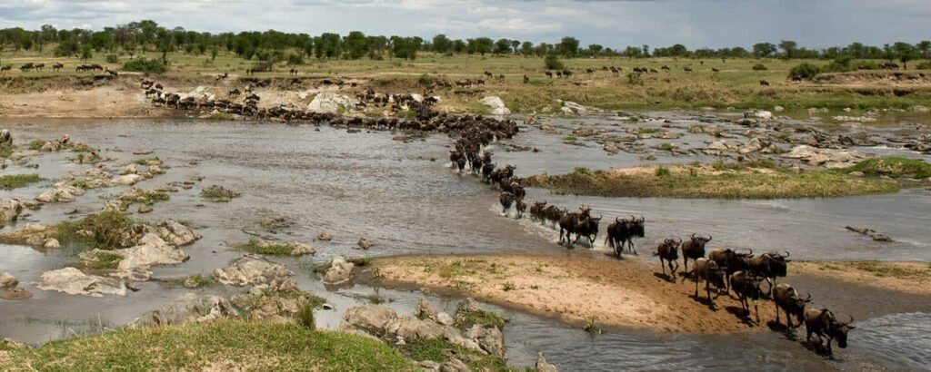 When to See the Great Migration in Serengeti