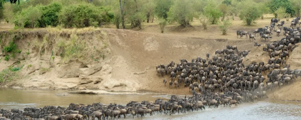 Best Migration River Crossing Points in Northern Serengeti