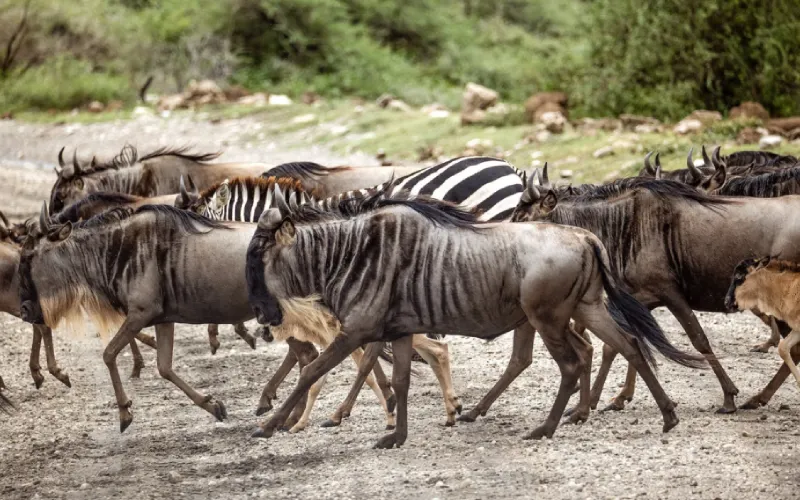 Budget-Friendly Migration Safaris – Is It Possible?
