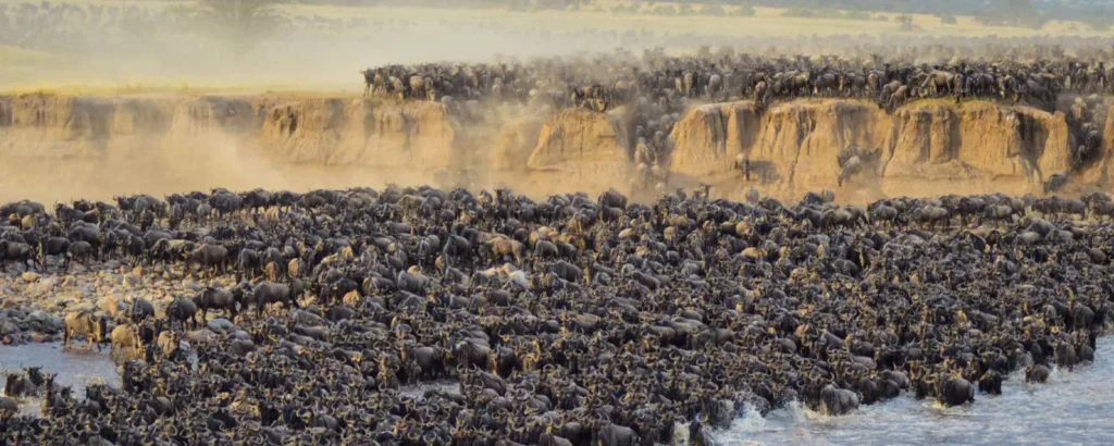 Budget-Friendly Migration Safaris – Is It Possible?