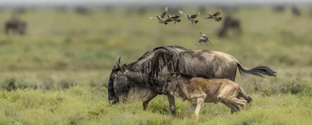 Calving Season Safaris in Ndutu